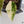 Alocasia Longiloba Grandis Variegated (wk35-AA)