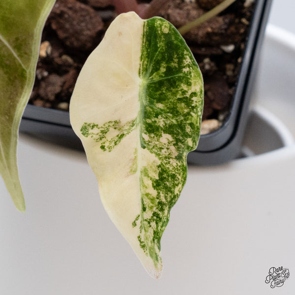 Alocasia Longiloba Grandis Variegated (wk35-AA)
