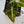 Alocasia Longiloba Grandis Variegated (wk35-AA)