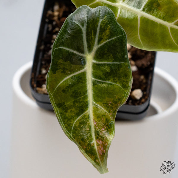 Alocasia Longiloba Grandis Variegated (wk35-AA)