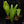 Alocasia longiloba variegated *Grower's choice*