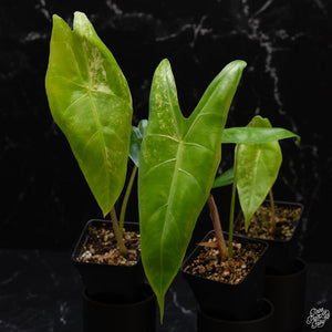 Alocasia longiloba variegated *Grower's Choice*