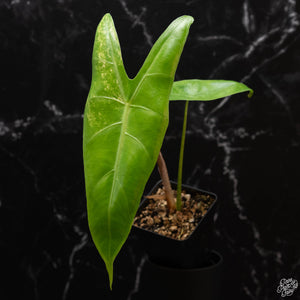 Alocasia longiloba variegated *Grower's Choice*