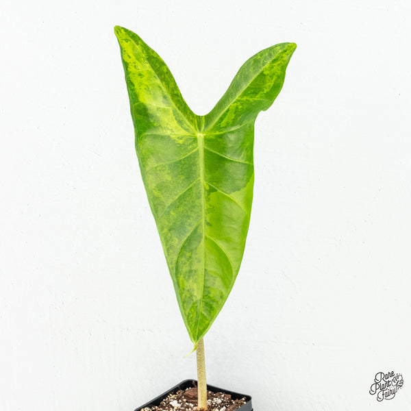 Alocasia Longiloba Albo Variegated (wk6-T)