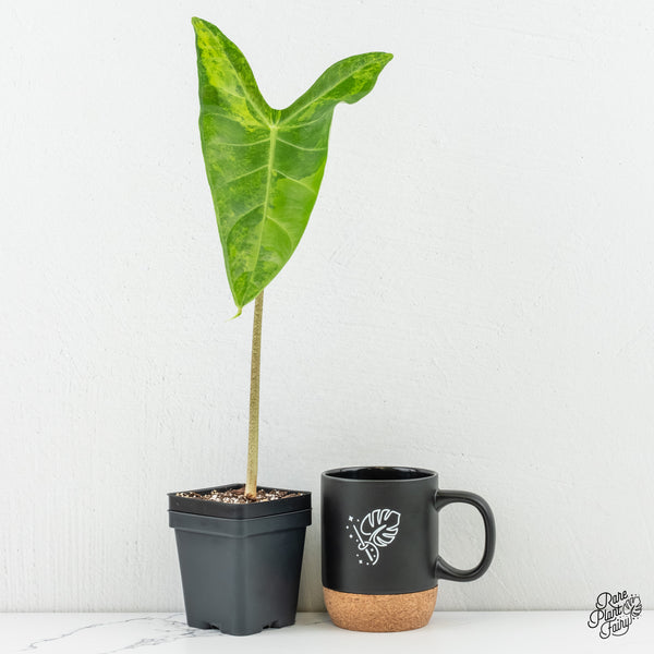 Alocasia Longiloba Albo Variegated (wk6-T)