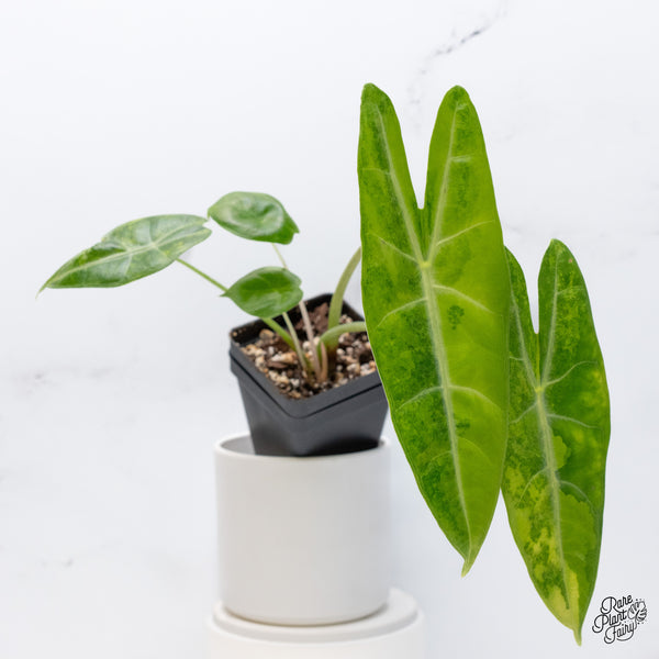 Alocasia Longiloba Aurea Variegated (wk36-E)