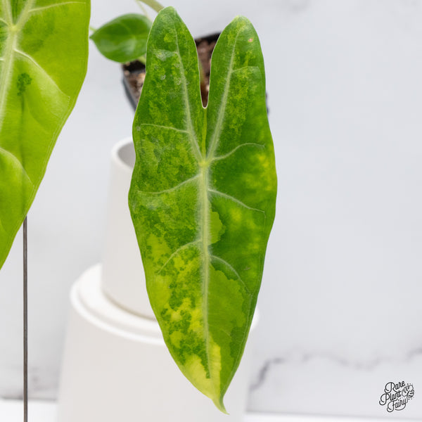 Alocasia Longiloba Aurea Variegated (wk36-E)