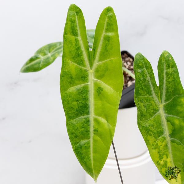 Alocasia Longiloba Aurea Variegated (wk36-E)