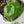 Alocasia Longiloba Aurea Variegated (wk36-E)
