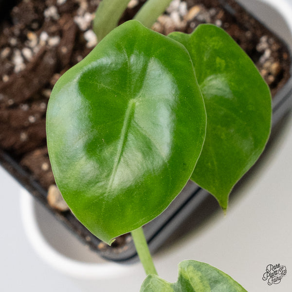 Alocasia Longiloba Aurea Variegated (wk36-E)