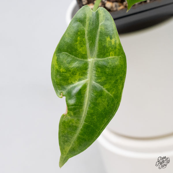 Alocasia Longiloba Aurea Variegated (wk36-E)