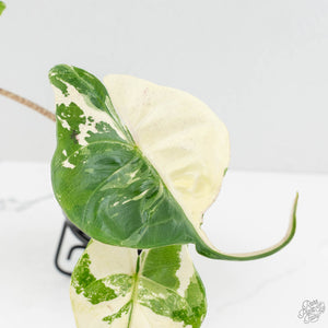 Alocasia Macrorrhiza 'Stingray' Albo Variegated (wk18-UE)