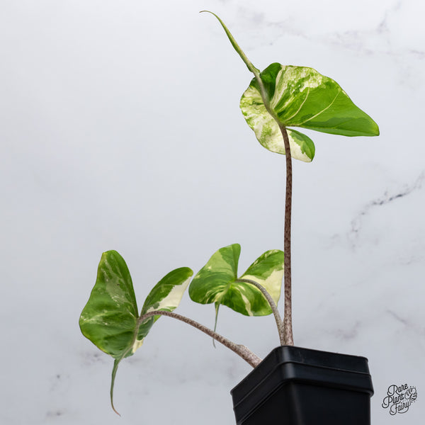 Alocasia Macrorrhiza 'Stingray' Albo Variegated (wk35-W)