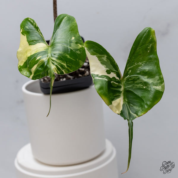 Alocasia Macrorrhiza 'Stingray' Albo Variegated (wk35-W)