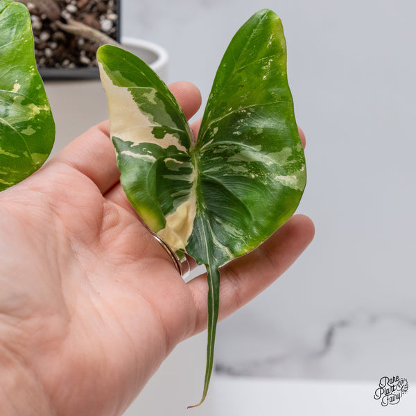 Alocasia Macrorrhiza 'Stingray' Albo Variegated (wk35-W)