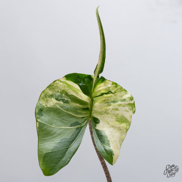 Alocasia Macrorrhiza 'Stingray' Albo Variegated (wk35-W)