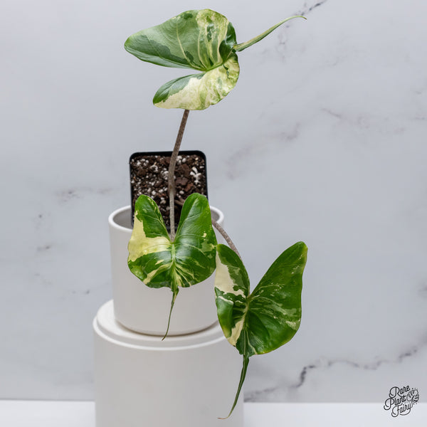 Alocasia Macrorrhiza 'Stingray' Albo Variegated (wk35-W)