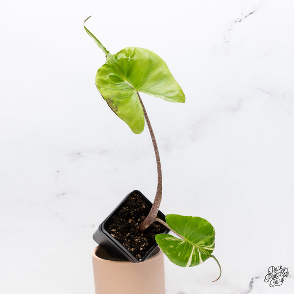 Alocasia Macrorrhiza 'Stingray' Albo Variegated *Pink Sport Variegation* (wk37-AA)