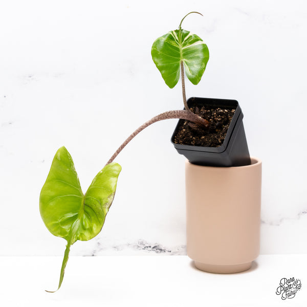 Alocasia Macrorrhiza 'Stingray' Albo Variegated *Pink Sport Variegation* (wk37-AA)