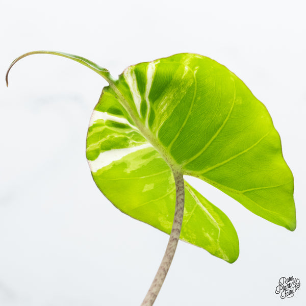 Alocasia Macrorrhiza 'Stingray' Albo Variegated *Pink Sport Variegation* (wk37-AA)