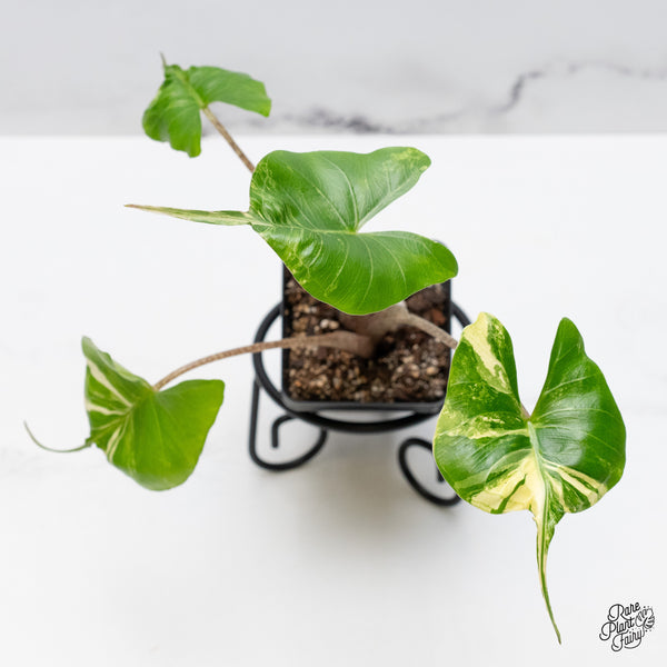 Alocasia Macrorrhiza 'Stingray' Albo Variegated (wk49-L)