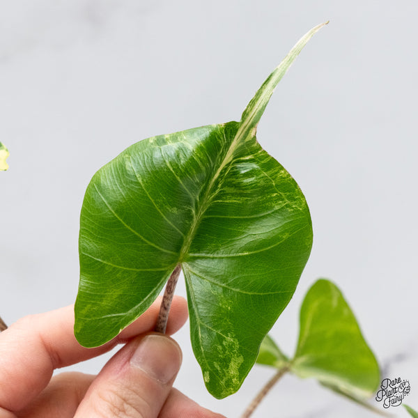 Alocasia Macrorrhiza 'Stingray' Albo Variegated (wk49-L)