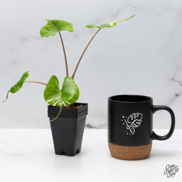 Alocasia Macrorrhiza 'Stingray' Albo Variegated (wk49-L)