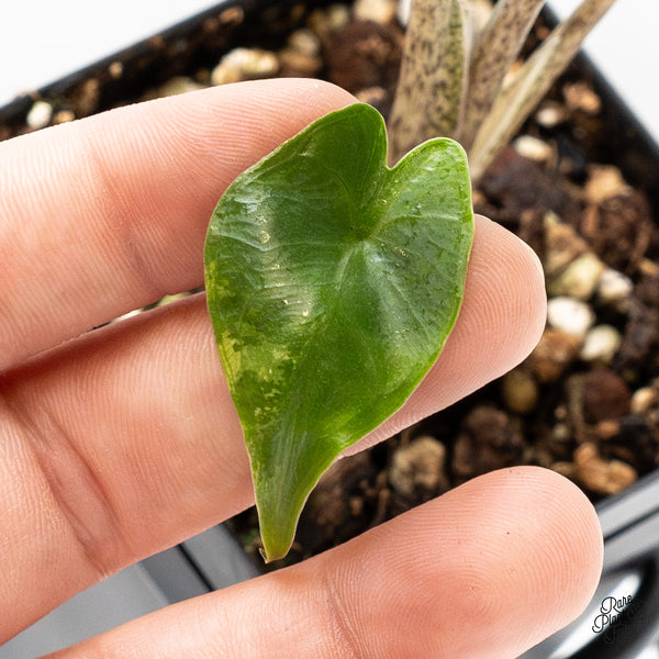 Alocasia Macrorrhiza 'Stingray' Albo Variegated (wk50-J)