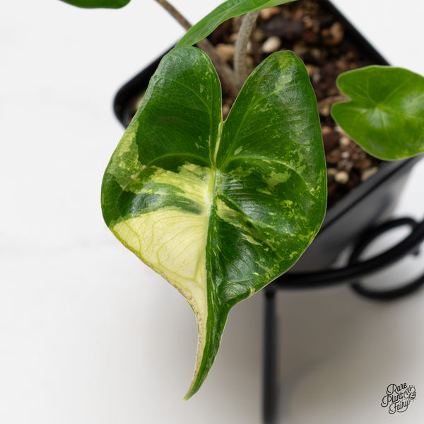 Alocasia Macrorrhiza 'Stingray' Albo Variegated (wk50-J)