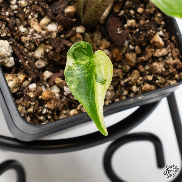 Alocasia Macrorrhiza 'Stingray' Albo Variegated (wk51-D)