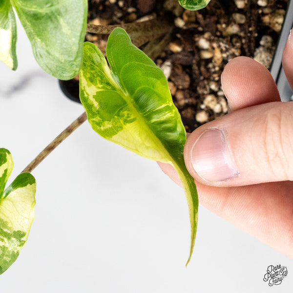 Alocasia Macrorrhiza 'Stingray' Albo Variegated (wk51-D)