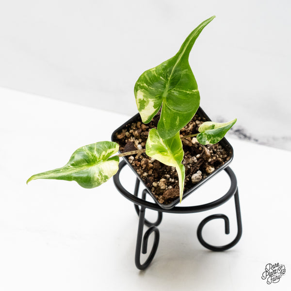 Alocasia Macrorrhiza 'Stingray' Albo Variegated (wk51-D)