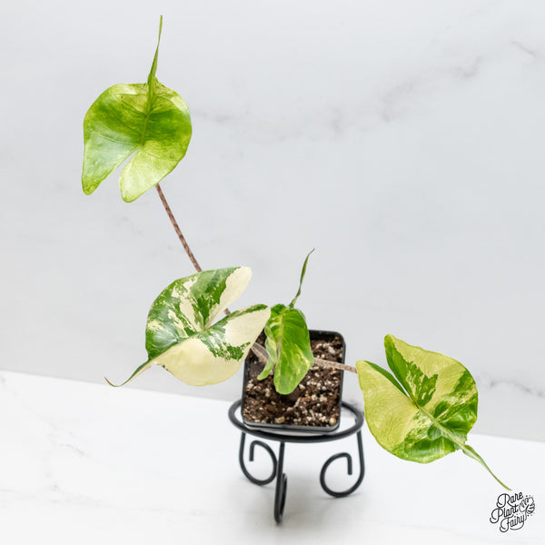 Alocasia Macrorrhiza 'Stingray' Albo Variegated (wk51-G)