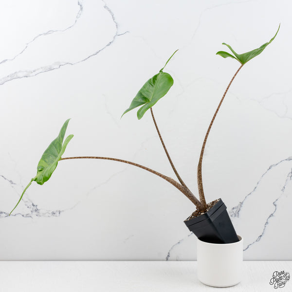 Alocasia Macrorrhiza 'Stingray' Aurea Variegated (wk33-F)