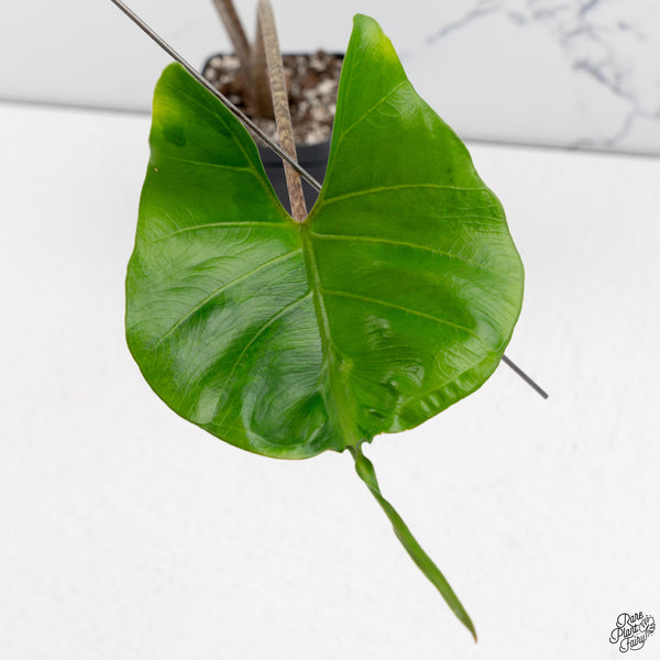 Alocasia Macrorrhiza 'Stingray' Aurea Variegated (wk33-F)