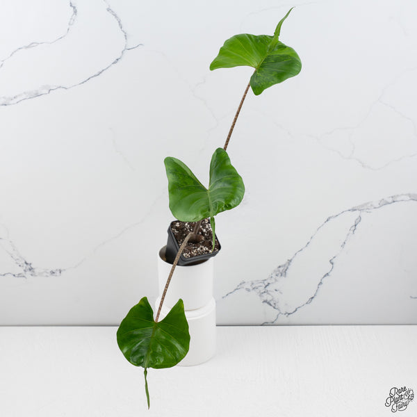 Alocasia Macrorrhiza 'Stingray' Aurea Variegated (wk33-F)