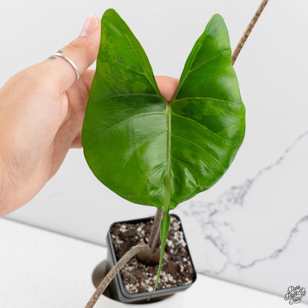Alocasia Macrorrhiza 'Stingray' Aurea Variegated (wk33-F)