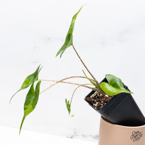 Alocasia Macrorrhiza 'Stingray' Aurea Variegated (wk37-D)