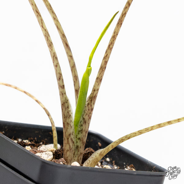 Alocasia Macrorrhiza 'Stingray' Aurea Variegated (wk37-D)