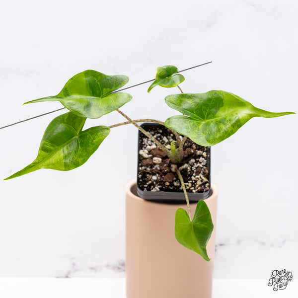 Alocasia Macrorrhiza 'Stingray' Aurea Variegated (wk37-D)