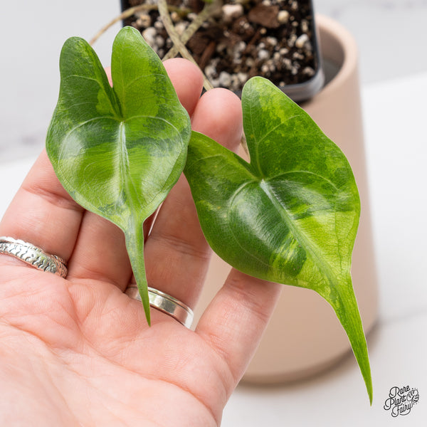 Alocasia Macrorrhiza 'Stingray' Aurea Variegated (wk37-D)
