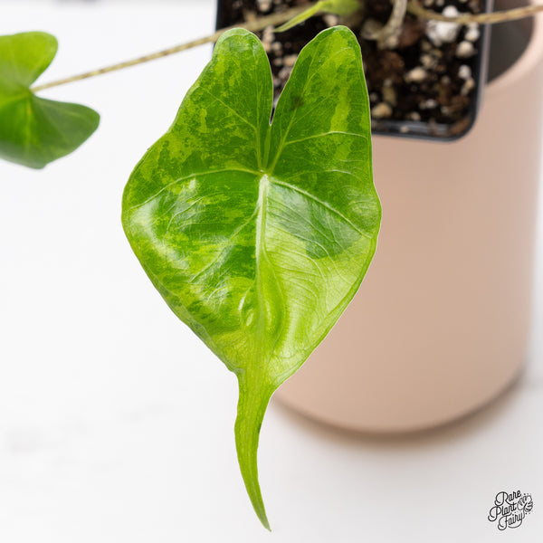 Alocasia Macrorrhiza 'Stingray' Aurea Variegated (wk37-D)