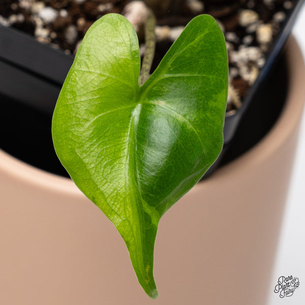 Alocasia Macrorrhiza 'Stingray' Aurea Variegated (wk37-D)