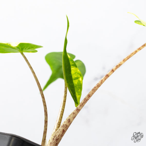Alocasia Macrorrhiza 'Stingray' Aurea Variegated (wk49-M)
