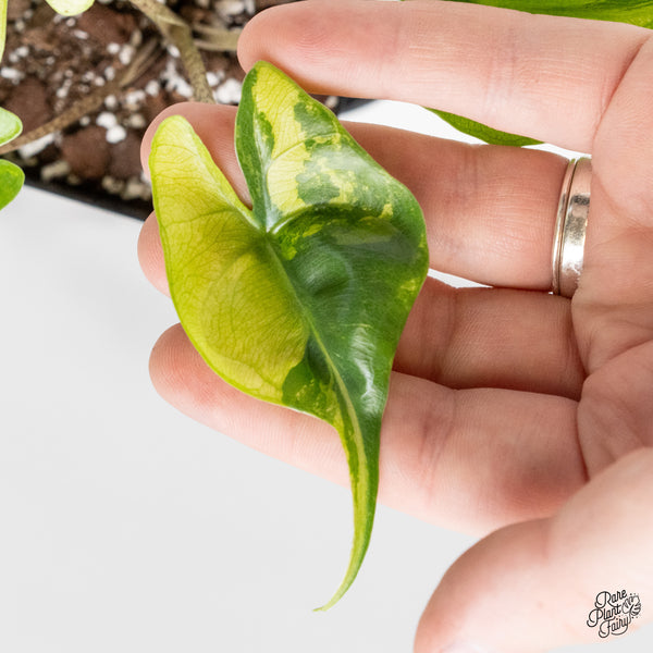 Alocasia Macrorrhiza 'Stingray' Aurea Variegated (wk51-R)