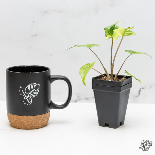 Alocasia Macrorrhiza 'Stingray' Aurea Variegated (wk51-R)