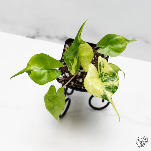 Alocasia Macrorrhiza 'Stingray' Aurea Variegated (wk51-R)