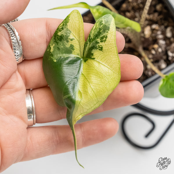 Alocasia Macrorrhiza 'Stingray' Albo Variegated (wk6-F)