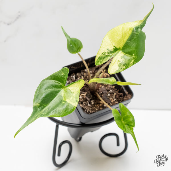 Alocasia Macrorrhiza 'Stingray' Albo Variegated (wk6-F)