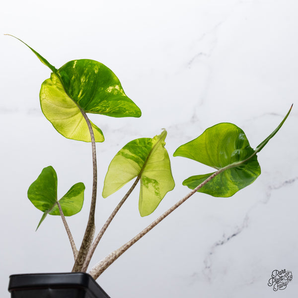 Alocasia Macrorrhiza 'Stingray' Variegated (wk35-V)